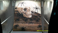 Spiders on Skull & Books Diamond Art Scene